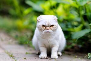 Embracing the Beauty of a Beautiful Cute Whiskered Charm Scottish Fold, Where Playful Elegance and Endearing Whiskers Combine in a Captivating Portrait of Feline Delight, Bringing Joy to Every Heart photo
