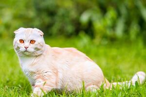 Embracing the Beauty of a Beautiful Cute Whiskered Charm Scottish Fold, Where Playful Elegance and Endearing Whiskers Combine in a Captivating Portrait of Feline Delight, Bringing Joy to Every Heart photo