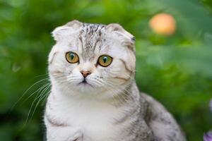 Embracing the Beauty of a Beautiful Cute Whiskered Charm Scottish Fold, Where Playful Elegance and Endearing Whiskers Combine in a Captivating Portrait of Feline Delight, Bringing Joy to Every Heart photo