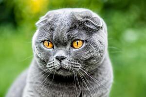 Embracing the Beauty of a Beautiful Cute Whiskered Charm Scottish Fold, Where Playful Elegance and Endearing Whiskers Combine in a Captivating Portrait of Feline Delight, Bringing Joy to Every Heart photo