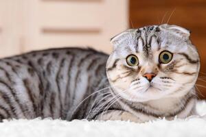 Embracing the Beauty of a Beautiful Cute Whiskered Charm Scottish Fold, Where Playful Elegance and Endearing Whiskers Combine in a Captivating Portrait of Feline Delight, Bringing Joy to Every Heart photo