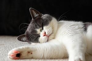 Embracing the Beauty of a Beautiful Cute Whiskered Charm Scottish Fold, Where Playful Elegance and Endearing Whiskers Combine in a Captivating Portrait of Feline Delight, Bringing Joy to Every Heart photo