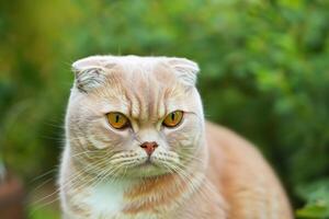 Embracing the Beauty of a Beautiful Cute Whiskered Charm Scottish Fold, Where Playful Elegance and Endearing Whiskers Combine in a Captivating Portrait of Feline Delight, Bringing Joy to Every Heart photo