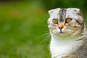 Embracing the Beauty of a Beautiful Cute Whiskered Charm Scottish Fold, Where Playful Elegance and Endearing Whiskers Combine in a Captivating Portrait of Feline Delight, Bringing Joy to Every Heart photo