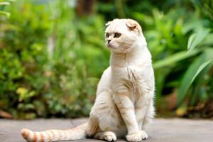 Embracing the Beauty of a Beautiful Cute Whiskered Charm Scottish Fold, Where Playful Elegance and Endearing Whiskers Combine in a Captivating Portrait of Feline Delight, Bringing Joy to Every Heart photo