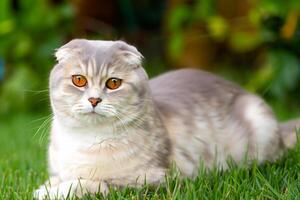 Embracing the Beauty of a Beautiful Cute Whiskered Charm Scottish Fold, Where Playful Elegance and Endearing Whiskers Combine in a Captivating Portrait of Feline Delight, Bringing Joy to Every Heart photo