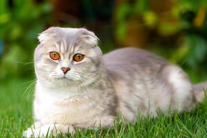 abrazando el belleza de un hermosa linda bigotudo encanto escocés doblar, dónde juguetón elegancia y entrañable bigotes combinar en un cautivador retrato de felino deleitar, trayendo alegría a cada corazón foto