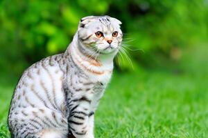 abrazando el belleza de un hermosa linda bigotudo encanto escocés doblar, dónde juguetón elegancia y entrañable bigotes combinar en un cautivador retrato de felino deleitar, trayendo alegría a cada corazón foto