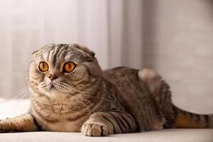 Embracing the Beauty of a Beautiful Cute Whiskered Charm Scottish Fold, Where Playful Elegance and Endearing Whiskers Combine in a Captivating Portrait of Feline Delight, Bringing Joy to Every Heart photo