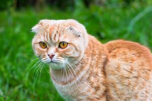 Embracing the Beauty of a Beautiful Cute Whiskered Charm Scottish Fold, Where Playful Elegance and Endearing Whiskers Combine in a Captivating Portrait of Feline Delight, Bringing Joy to Every Heart photo