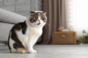 Embracing the Beauty of a Beautiful Cute Whiskered Charm Scottish Fold, Where Playful Elegance and Endearing Whiskers Combine in a Captivating Portrait of Feline Delight, Bringing Joy to Every Heart photo