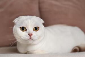 Embracing the Beauty of a Beautiful Cute Whiskered Charm Scottish Fold, Where Playful Elegance and Endearing Whiskers Combine in a Captivating Portrait of Feline Delight, Bringing Joy to Every Heart photo