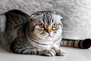 Embracing the Beauty of a Beautiful Cute Whiskered Charm Scottish Fold, Where Playful Elegance and Endearing Whiskers Combine in a Captivating Portrait of Feline Delight, Bringing Joy to Every Heart photo