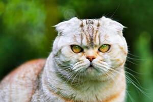 Embracing the Beauty of a Beautiful Cute Whiskered Charm Scottish Fold, Where Playful Elegance and Endearing Whiskers Combine in a Captivating Portrait of Feline Delight, Bringing Joy to Every Heart photo