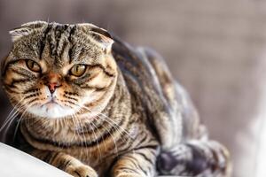 Embracing the Beauty of a Beautiful Cute Whiskered Charm Scottish Fold, Where Playful Elegance and Endearing Whiskers Combine in a Captivating Portrait of Feline Delight, Bringing Joy to Every Heart photo
