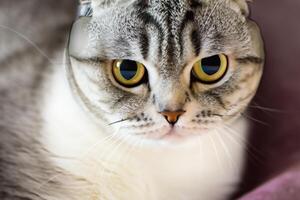 Embracing the Beauty of a Beautiful Cute Whiskered Charm Scottish Fold, Where Playful Elegance and Endearing Whiskers Combine in a Captivating Portrait of Feline Delight, Bringing Joy to Every Heart photo