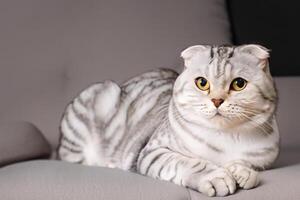 Embracing the Beauty of a Beautiful Cute Whiskered Charm Scottish Fold, Where Playful Elegance and Endearing Whiskers Combine in a Captivating Portrait of Feline Delight, Bringing Joy to Every Heart photo