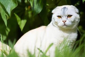 Embracing the Beauty of a Beautiful Cute Whiskered Charm Scottish Fold, Where Playful Elegance and Endearing Whiskers Combine in a Captivating Portrait of Feline Delight, Bringing Joy to Every Heart photo