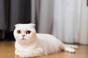 Embracing the Beauty of a Beautiful Cute Whiskered Charm Scottish Fold, Where Playful Elegance and Endearing Whiskers Combine in a Captivating Portrait of Feline Delight, Bringing Joy to Every Heart photo