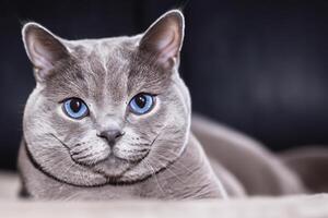 Embracing the Beauty of a Beautiful Cute Whiskered Charm Scottish Fold, Where Playful Elegance and Endearing Whiskers Combine in a Captivating Portrait of Feline Delight, Bringing Joy to Every Heart photo