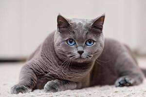 Embracing the Beauty of a Beautiful Cute Whiskered Charm Scottish Fold, Where Playful Elegance and Endearing Whiskers Combine in a Captivating Portrait of Feline Delight, Bringing Joy to Every Heart photo