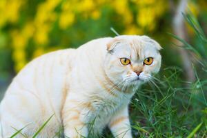 Embracing the Beauty of a Beautiful Cute Whiskered Charm Scottish Fold, Where Playful Elegance and Endearing Whiskers Combine in a Captivating Portrait of Feline Delight, Bringing Joy to Every Heart photo