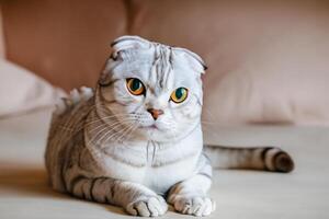 Embracing the Beauty of a Beautiful Cute Whiskered Charm Scottish Fold, Where Playful Elegance and Endearing Whiskers Combine in a Captivating Portrait of Feline Delight, Bringing Joy to Every Heart photo