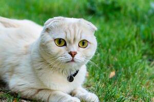 Embracing the Beauty of a Beautiful Cute Whiskered Charm Scottish Fold, Where Playful Elegance and Endearing Whiskers Combine in a Captivating Portrait of Feline Delight, Bringing Joy to Every Heart photo