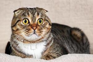 Embracing the Beauty of a Beautiful Cute Whiskered Charm Scottish Fold, Where Playful Elegance and Endearing Whiskers Combine in a Captivating Portrait of Feline Delight, Bringing Joy to Every Heart photo