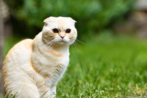 Embracing the Beauty of a Beautiful Cute Whiskered Charm Scottish Fold, Where Playful Elegance and Endearing Whiskers Combine in a Captivating Portrait of Feline Delight, Bringing Joy to Every Heart photo