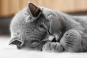 abrazando el belleza de un hermosa linda bigotudo encanto escocés doblar, dónde juguetón elegancia y entrañable bigotes combinar en un cautivador retrato de felino deleitar, trayendo alegría a cada corazón foto