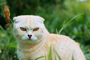 Embracing the Beauty of a Beautiful Cute Whiskered Charm Scottish Fold, Where Playful Elegance and Endearing Whiskers Combine in a Captivating Portrait of Feline Delight, Bringing Joy to Every Heart photo