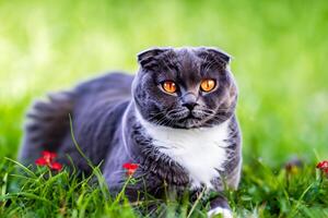Embracing the Beauty of a Beautiful Cute Whiskered Charm Scottish Fold, Where Playful Elegance and Endearing Whiskers Combine in a Captivating Portrait of Feline Delight, Bringing Joy to Every Heart photo