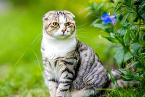 Embracing the Beauty of a Beautiful Cute Whiskered Charm Scottish Fold, Where Playful Elegance and Endearing Whiskers Combine in a Captivating Portrait of Feline Delight, Bringing Joy to Every Heart photo