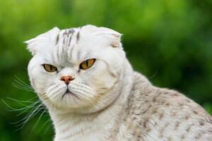 Embracing the Beauty of a Beautiful Cute Whiskered Charm Scottish Fold, Where Playful Elegance and Endearing Whiskers Combine in a Captivating Portrait of Feline Delight, Bringing Joy to Every Heart photo