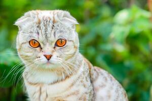 Embracing the Beauty of a Beautiful Cute Whiskered Charm Scottish Fold, Where Playful Elegance and Endearing Whiskers Combine in a Captivating Portrait of Feline Delight, Bringing Joy to Every Heart photo