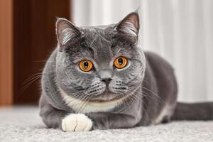 Embracing the Beauty of a Beautiful Cute Whiskered Charm Scottish Fold, Where Playful Elegance and Endearing Whiskers Combine in a Captivating Portrait of Feline Delight, Bringing Joy to Every Heart photo