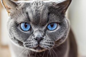 Embracing the Beauty of a Beautiful Cute Whiskered Charm Scottish Fold, Where Playful Elegance and Endearing Whiskers Combine in a Captivating Portrait of Feline Delight, Bringing Joy to Every Heart photo