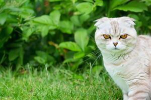 Embracing the Beauty of a Beautiful Cute Whiskered Charm Scottish Fold, Where Playful Elegance and Endearing Whiskers Combine in a Captivating Portrait of Feline Delight, Bringing Joy to Every Heart photo