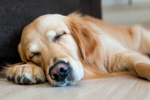 Capturing the Heartwarming Expression of a Beautiful Golden Retriever Dog, A Picture of Unconditional Love and Joyful Companionship photo