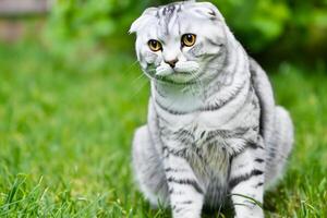 Embracing the Beauty of a Beautiful Cute Whiskered Charm Scottish Fold, Where Playful Elegance and Endearing Whiskers Combine in a Captivating Portrait of Feline Delight, Bringing Joy to Every Heart photo