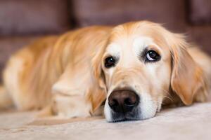 Capturing the Heartwarming Expression of a Beautiful Golden Retriever Dog, A Picture of Unconditional Love and Joyful Companionship photo