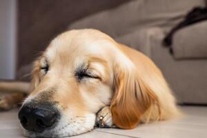 Capturing the Heartwarming Expression of a Beautiful Golden Retriever Dog, A Picture of Unconditional Love and Joyful Companionship photo