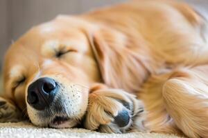 Capturing the Heartwarming Expression of a Beautiful Golden Retriever Dog, A Picture of Unconditional Love and Joyful Companionship photo