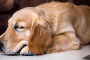 Capturing the Heartwarming Expression of a Beautiful Golden Retriever Dog, A Picture of Unconditional Love and Joyful Companionship photo