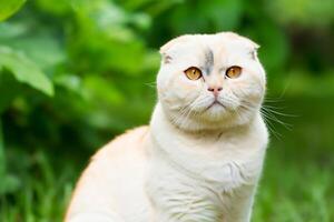 Embracing the Beauty of a Beautiful Cute Whiskered Charm Scottish Fold, Where Playful Elegance and Endearing Whiskers Combine in a Captivating Portrait of Feline Delight, Bringing Joy to Every Heart photo