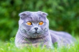 Embracing the Beauty of a Beautiful Cute Whiskered Charm Scottish Fold, Where Playful Elegance and Endearing Whiskers Combine in a Captivating Portrait of Feline Delight, Bringing Joy to Every Heart photo