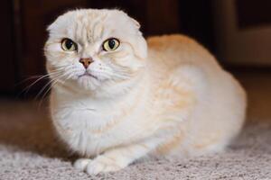 Embracing the Beauty of a Beautiful Cute Whiskered Charm Scottish Fold, Where Playful Elegance and Endearing Whiskers Combine in a Captivating Portrait of Feline Delight, Bringing Joy to Every Heart photo