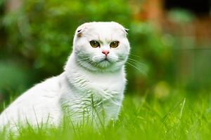 Embracing the Beauty of a Beautiful Cute Whiskered Charm Scottish Fold, Where Playful Elegance and Endearing Whiskers Combine in a Captivating Portrait of Feline Delight, Bringing Joy to Every Heart photo