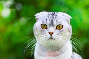 Embracing the Beauty of a Beautiful Cute Whiskered Charm Scottish Fold, Where Playful Elegance and Endearing Whiskers Combine in a Captivating Portrait of Feline Delight, Bringing Joy to Every Heart photo